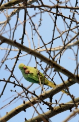 Conures Vertes 12 * 3456 x 2259 * (3.15MB)